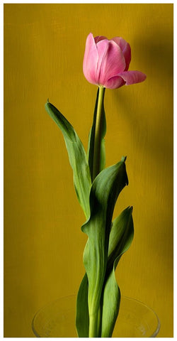 Tulip3 White Modern Wood Framed Art Print with Double Matting by De Malleray, Delphine