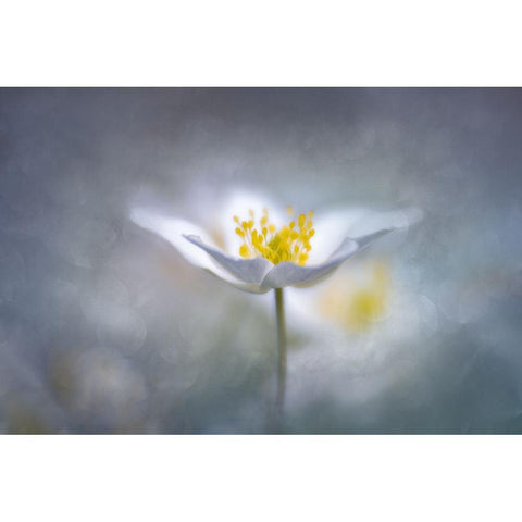 Dreamy White Modern Wood Framed Art Print by Riml, Ludwig