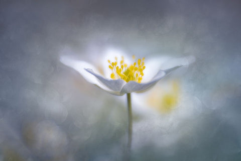 Dreamy Black Ornate Wood Framed Art Print with Double Matting by Riml, Ludwig