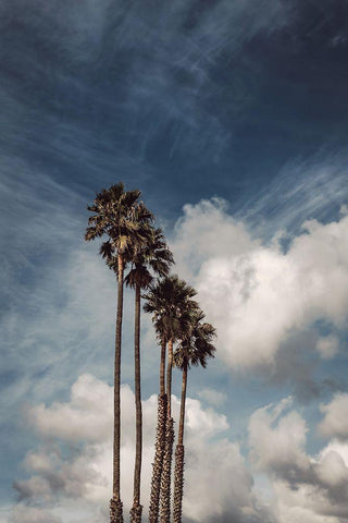 Palms and Clouds Black Ornate Wood Framed Art Print with Double Matting by Mossholder, Tim