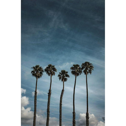 Five Palms Black Modern Wood Framed Art Print with Double Matting by Mossholder, Tim