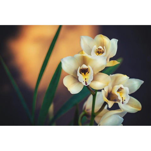 Orchids Gold Ornate Wood Framed Art Print with Double Matting by Mossholder, Tim