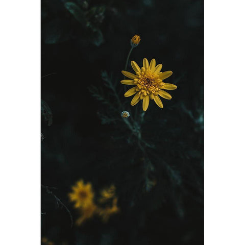 Yellow Flower Gold Ornate Wood Framed Art Print with Double Matting by Mossholder, Tim