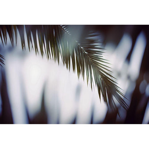 Palm Branches Black Modern Wood Framed Art Print by Mossholder, Tim
