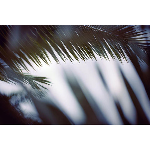 Palm Branches Black Modern Wood Framed Art Print with Double Matting by Mossholder, Tim