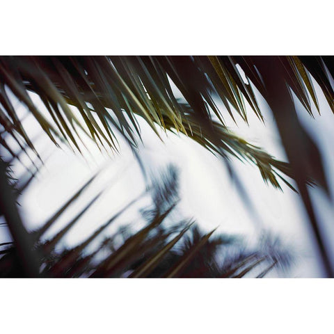 Palm Branches Black Modern Wood Framed Art Print by Mossholder, Tim