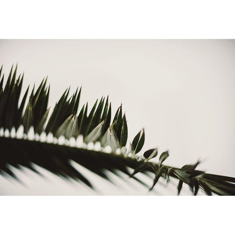 Palm Branches Black Modern Wood Framed Art Print with Double Matting by Mossholder, Tim