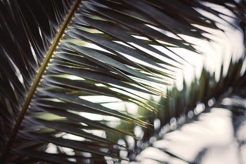 Palm Branches Black Ornate Wood Framed Art Print with Double Matting by Mossholder, Tim