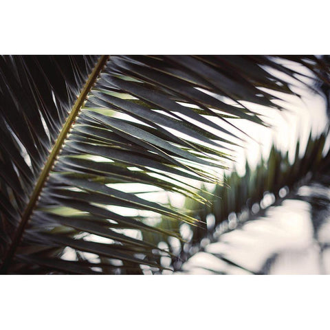 Palm Branches Black Modern Wood Framed Art Print by Mossholder, Tim