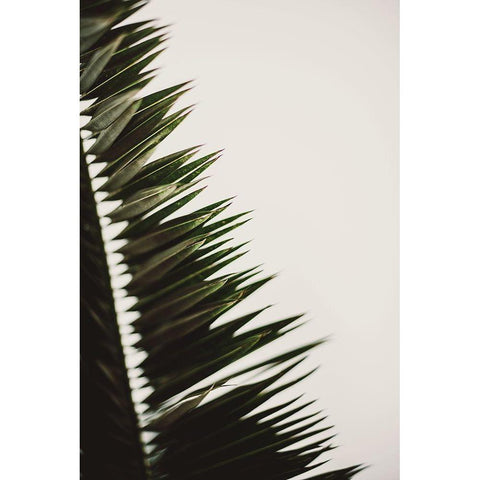 Palm Branches Black Modern Wood Framed Art Print with Double Matting by Mossholder, Tim