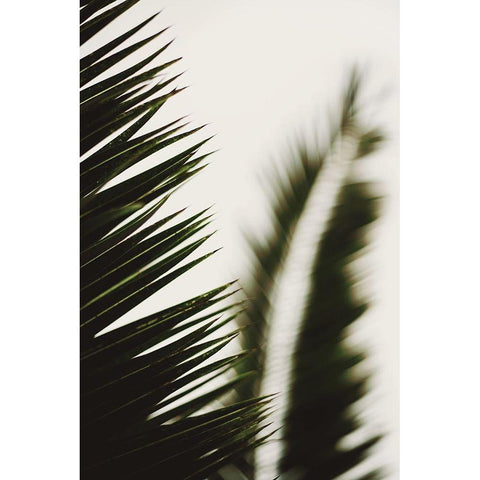 Palm Branches White Modern Wood Framed Art Print by Mossholder, Tim