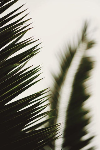 Palm Branches White Modern Wood Framed Art Print with Double Matting by Mossholder, Tim