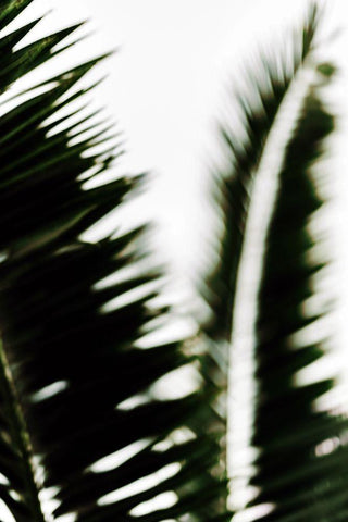 Palm Branches Black Ornate Wood Framed Art Print with Double Matting by Mossholder, Tim