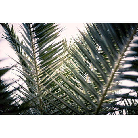 Palm Branches Gold Ornate Wood Framed Art Print with Double Matting by Mossholder, Tim