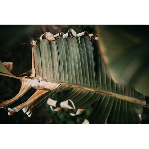 Palm Decay Black Modern Wood Framed Art Print with Double Matting by Mossholder, Tim