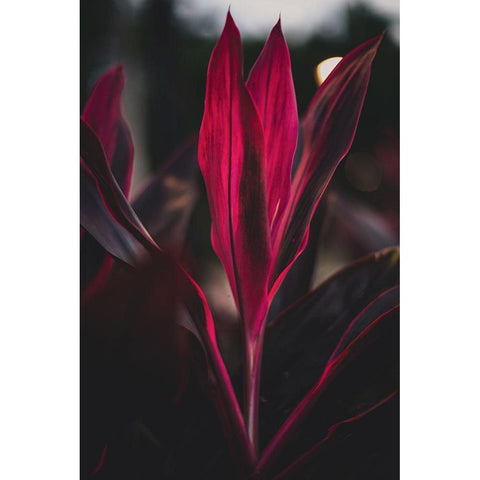 Red Plan at Dusk Black Modern Wood Framed Art Print by Mossholder, Tim