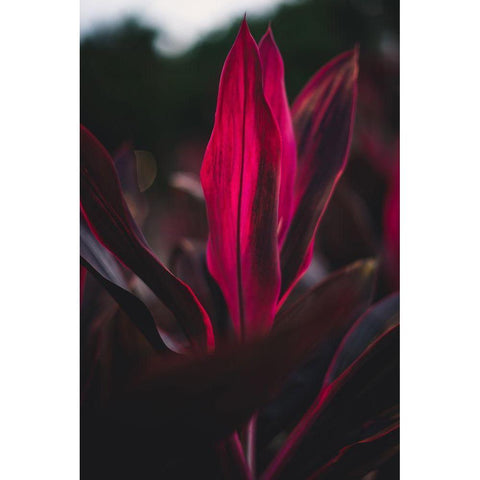 Red Plan at Dusk Black Modern Wood Framed Art Print by Mossholder, Tim