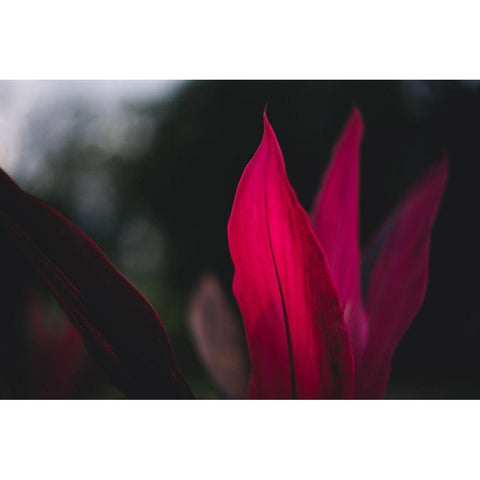 Red Plan at Dusk Black Modern Wood Framed Art Print by Mossholder, Tim