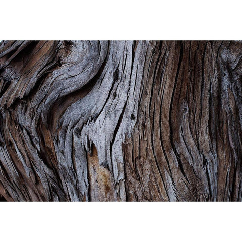 Eucalyptus Texture Gold Ornate Wood Framed Art Print with Double Matting by Mossholder, Tim