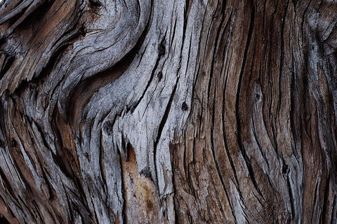 Eucalyptus Texture Black Ornate Wood Framed Art Print with Double Matting by Mossholder, Tim