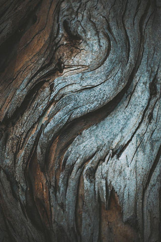 Eucalyptus Texture Black Ornate Wood Framed Art Print with Double Matting by Mossholder, Tim