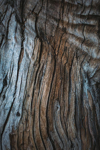 Eucalyptus Texture White Modern Wood Framed Art Print with Double Matting by Mossholder, Tim