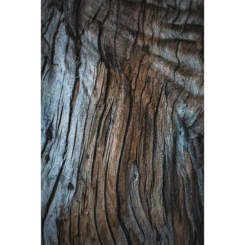 Eucalyptus Texture Black Modern Wood Framed Art Print with Double Matting by Mossholder, Tim