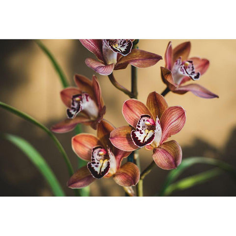Orange Orchids Black Modern Wood Framed Art Print by Mossholder, Tim