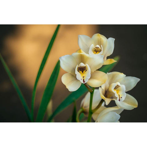 White Orchids Black Modern Wood Framed Art Print with Double Matting by Mossholder, Tim