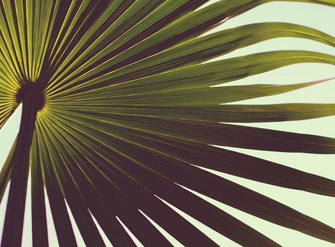 Palm Textures White Modern Wood Framed Art Print with Double Matting by Mossholder, Tim