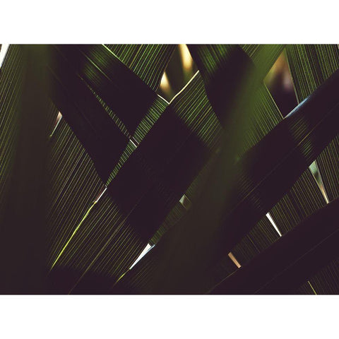 Palm Textures White Modern Wood Framed Art Print by Mossholder, Tim
