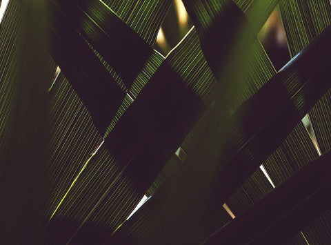 Palm Textures Black Ornate Wood Framed Art Print with Double Matting by Mossholder, Tim