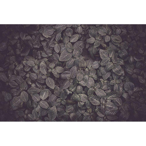 Flora Blanket Black Modern Wood Framed Art Print with Double Matting by Mossholder, Tim