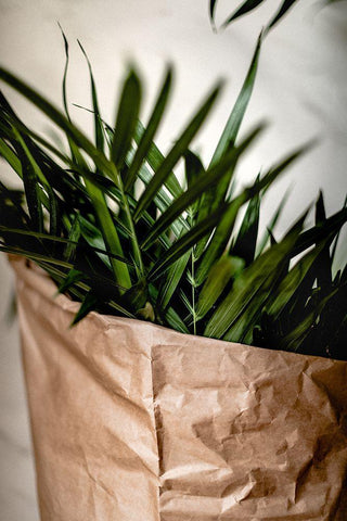 Palms a Craft Paper Black Ornate Wood Framed Art Print with Double Matting by Mossholder, Tim