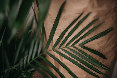 Palms a Craft Paper White Modern Wood Framed Art Print with Double Matting by Mossholder, Tim