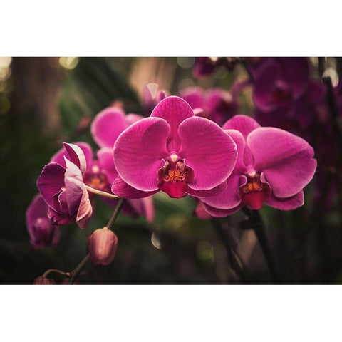 Hot Pink Orchid Black Modern Wood Framed Art Print with Double Matting by Mossholder, Tim
