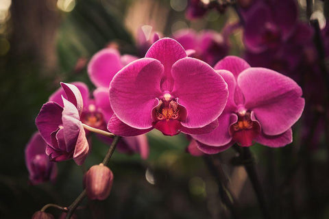 Hot Pink Orchid Black Ornate Wood Framed Art Print with Double Matting by Mossholder, Tim