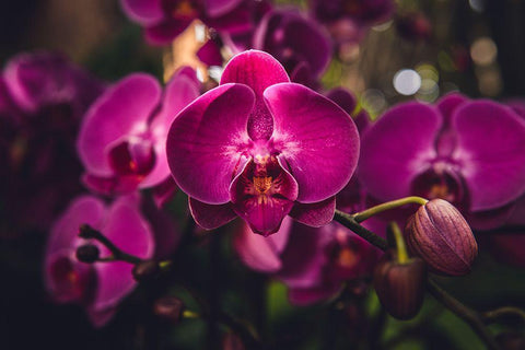 Hot Pink Orchid White Modern Wood Framed Art Print with Double Matting by Mossholder, Tim