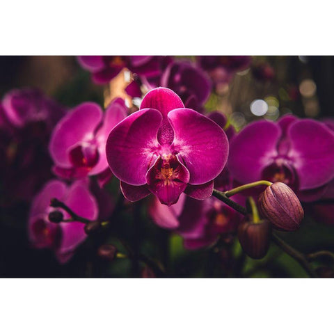 Hot Pink Orchid Black Modern Wood Framed Art Print with Double Matting by Mossholder, Tim