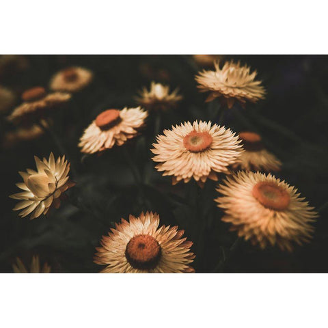 Faded Flowers Black Modern Wood Framed Art Print with Double Matting by Mossholder, Tim