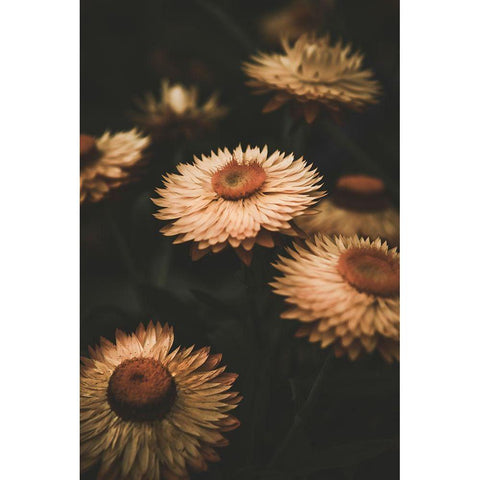 Faded Flowers Black Modern Wood Framed Art Print by Mossholder, Tim