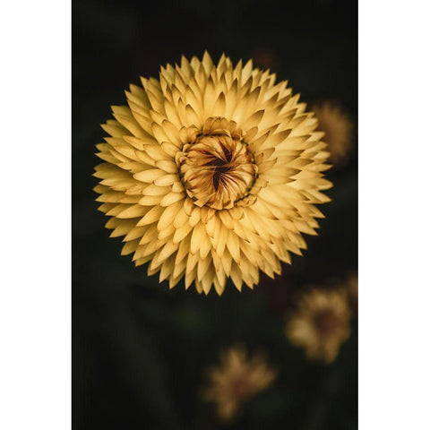 Yellow Floral Texture Gold Ornate Wood Framed Art Print with Double Matting by Mossholder, Tim