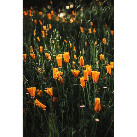 Golden Poppies Gold Ornate Wood Framed Art Print with Double Matting by Mossholder, Tim