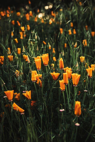 Golden Poppies White Modern Wood Framed Art Print with Double Matting by Mossholder, Tim