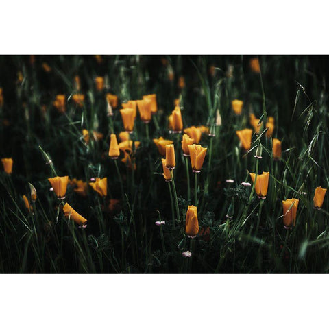 Golden Poppies White Modern Wood Framed Art Print by Mossholder, Tim