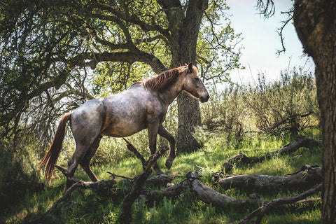 Hillside Horse Black Ornate Wood Framed Art Print with Double Matting by Mossholder, Tim