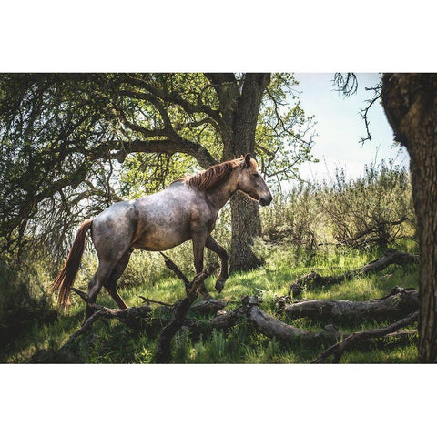 Hillside Horse White Modern Wood Framed Art Print by Mossholder, Tim