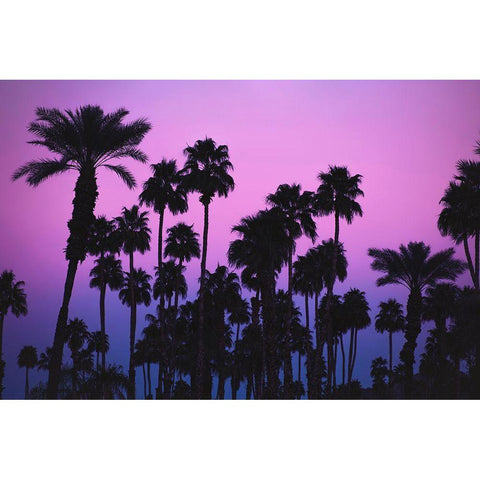 Palms with Pink Sky Gold Ornate Wood Framed Art Print with Double Matting by Mossholder, Tim