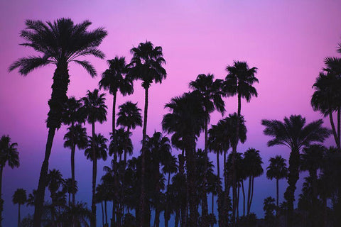 Palms with Pink Sky Black Ornate Wood Framed Art Print with Double Matting by Mossholder, Tim