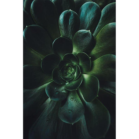 Succulent Black Modern Wood Framed Art Print with Double Matting by Mossholder, Tim